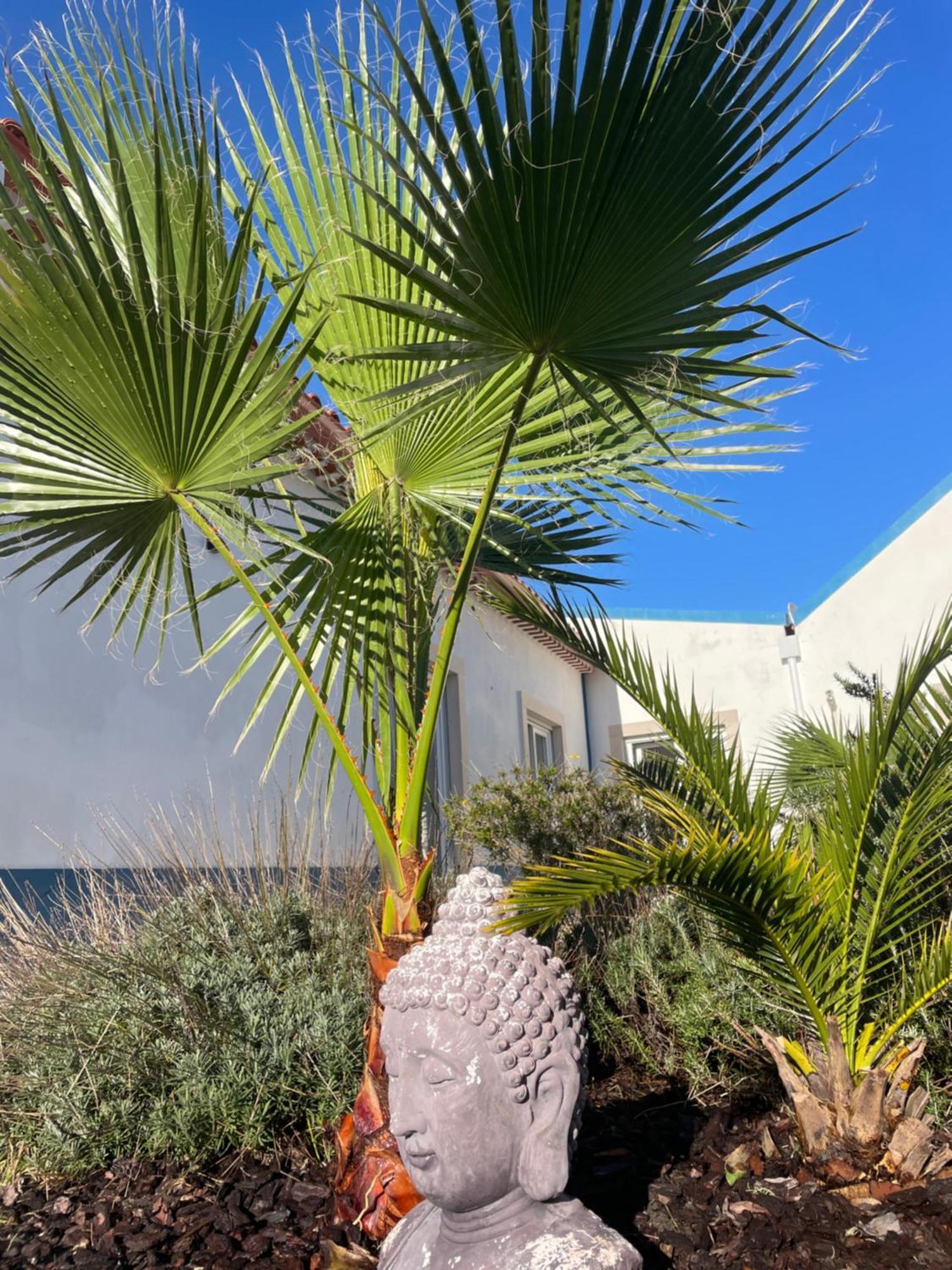 Вилла Joia Da Casa House With Private Pool Sobral  Экстерьер фото